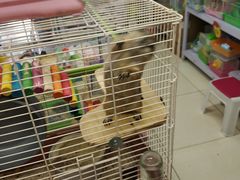 -钓仓鼠(洋桥北里小区店)