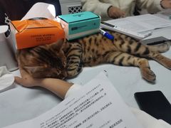 -戏精管理局·剧本杀·桌游·血染钟楼