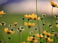 -光明小镇欢乐田园