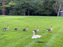 -银树楼(紫玉山庄东区店)