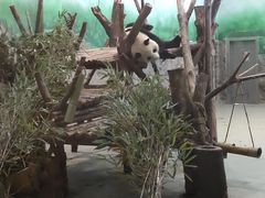 -都江堰中华大熊猫苑