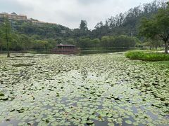 -顺峰山公园