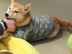 -逗柴咖啡屋·狗咖猫咖宠物桌游
