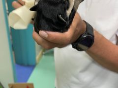 -北京观赏动物医院·24小时大型综合·猫专科·异宠专科