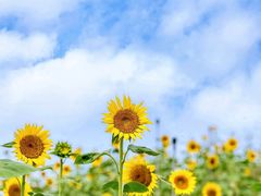 -光明小镇欢乐田园