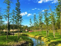 -溱湖国家湿地公园