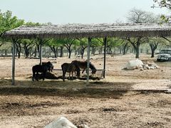 -西安秦岭野生动物园