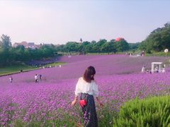 -大塘金香草谷