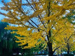 -元大都城垣遗址公园