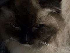 -佳怡动物医院·平价24小时·猫专科骨外科