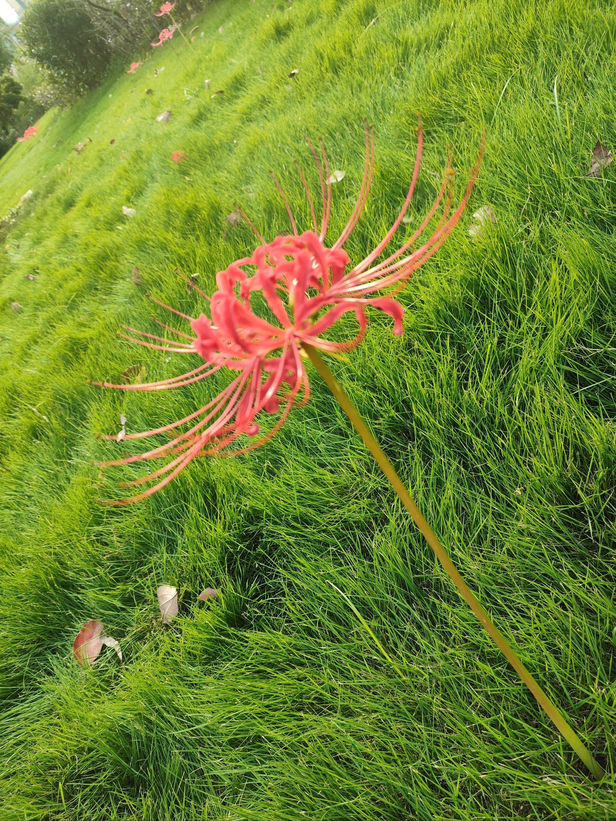 湖海季赏味指南 彼岸花,花开彼岸