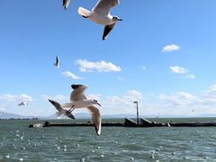 -海埂大坝