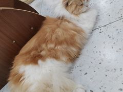 -喵园·猫主题咖啡厅·撸猫·猫咖(国贸店)