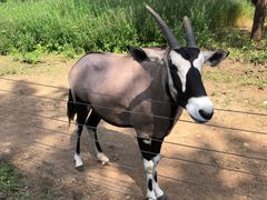 -大连森林动物园