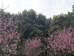 -重庆彩云湖湿地公园