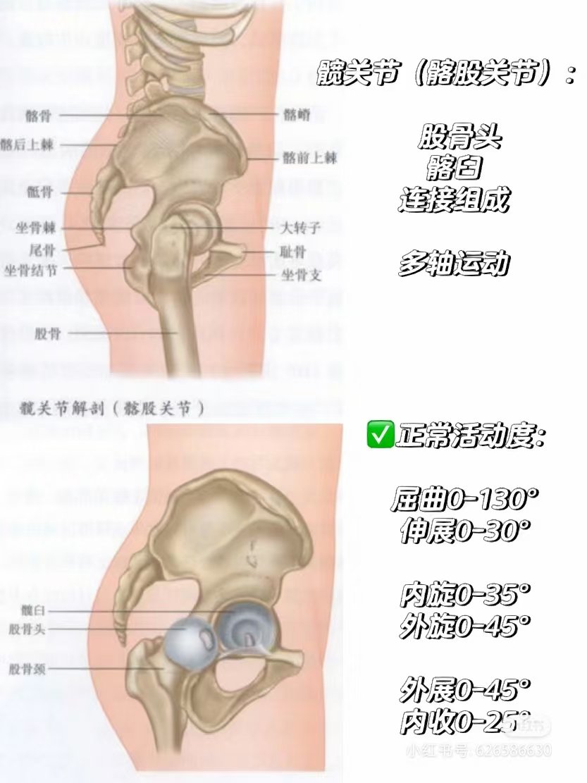 髋关节疼痛的原因髋部图片