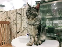 -楼上猫咖(罗湖店)