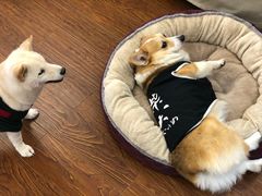 -豆柴町-柴犬主题狗咖(红鼎国际C座店)