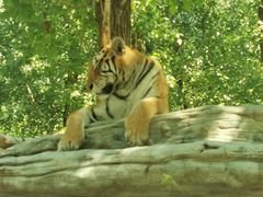 -北京野生动物园