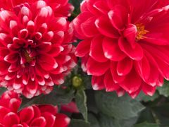 -上海植物园-4号门售票处