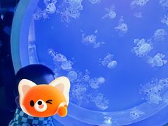 -芜湖新华联大白鲸海洋公园