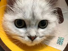 -御宝贝·A梦猫科宠物医院(国际猫友好医院)