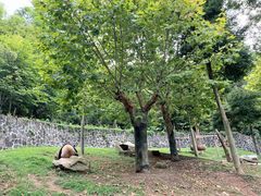 -都江堰中华大熊猫苑