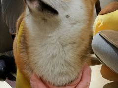-逗柴咖啡屋·狗咖猫咖宠物桌游