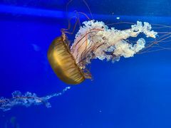 -海合安成都极地海洋公园