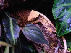 -酷以爬仙阁实体爬宠店·守宫·蜥蜴·专业繁育