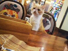 -more than meow吴止猫主题餐厅(承德 中船汇店)