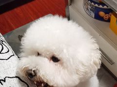 -哆趣宠物医院·眼科·内镜·急重症转诊中心(上海店)