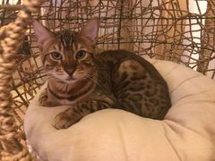 -猫腻·猫咖·撸猫馆(星光大道店)