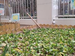 -巴莱多国际幼儿园