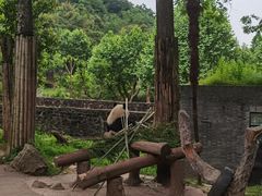 -都江堰中华大熊猫苑