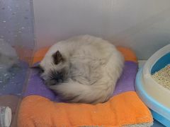 -龟与熊猫宠物公园(南坪店)