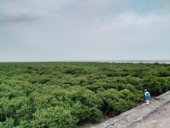 -北海金海湾红树林生态旅游区