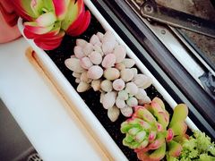 -双季花艺园艺市场(浦东店)