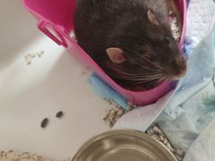 -北京观赏动物医院·24小时大型综合·猫专科·异宠专科