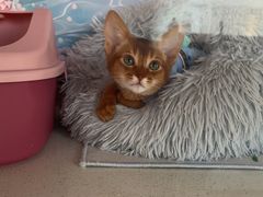 -糯米喵星人总部直营旗舰店·猫舍·幼猫出售