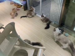 -momokira米努特·德文卷毛猫·棉花面纱犬