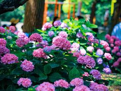 -国家植物园