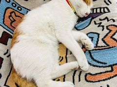 -中农大我爱我爱动物医院·核磁CT·猫病·24小时夜诊中心(石佛营店)