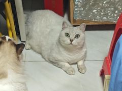 -湖南常德牛肉粉(翻身店)