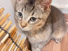 -楼上猫咖(罗湖店)