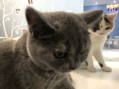 -喵的天空名猫咖啡馆·撸猫·猫舍·用品