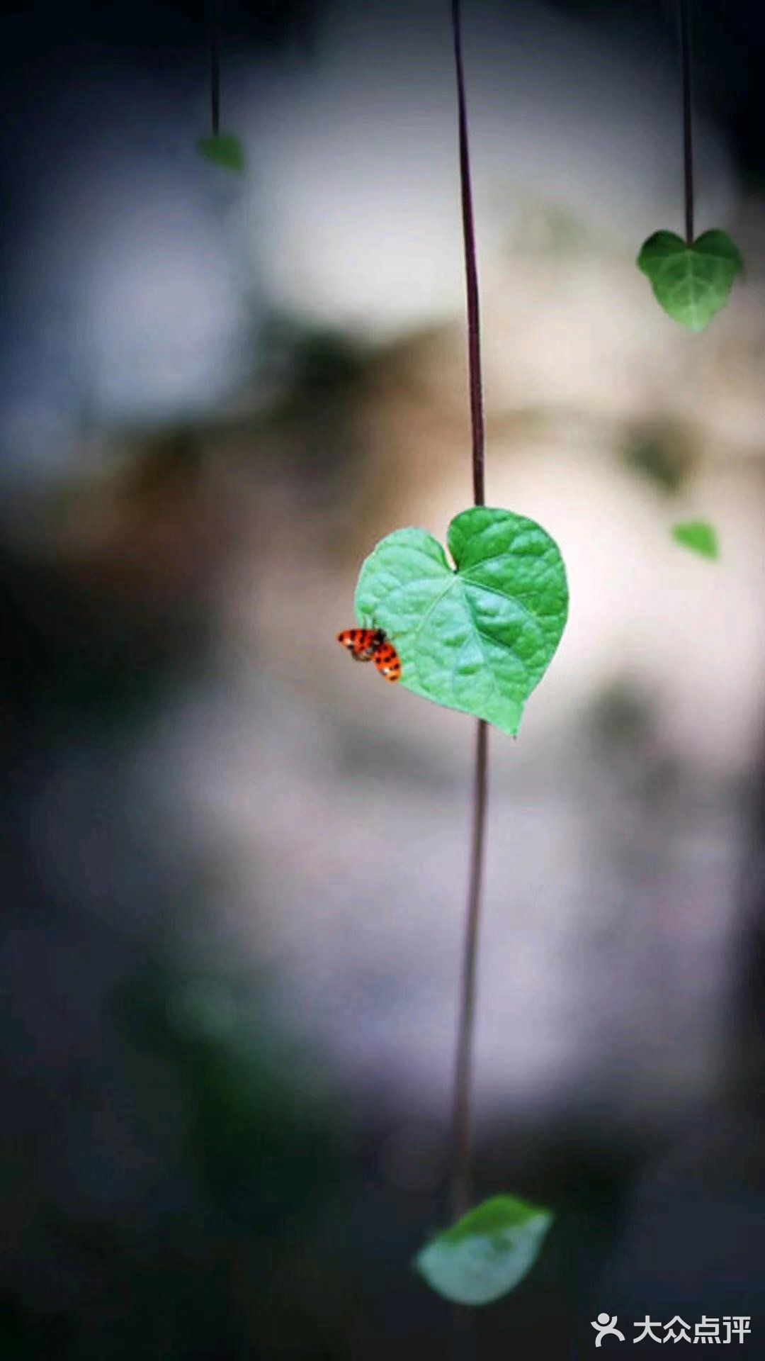 太阳出来罗儿 喜洋洋欧🌅🌅🌅