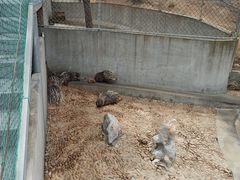 -西霞口神雕山野生动物世界