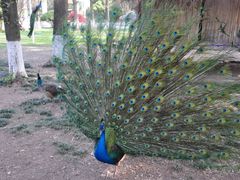 孔雀-西昌邛海宾馆