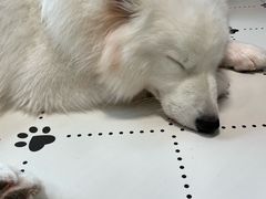 -毛绒耶耶撸宠馆·猫咖·狗咖·荷兰猪咖